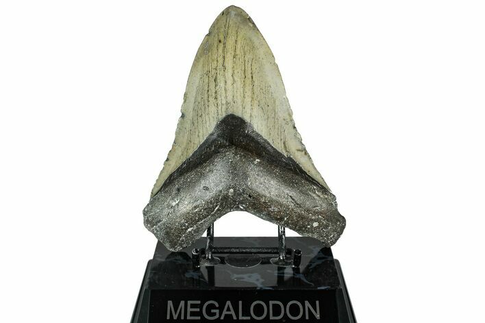 Fossil Megalodon Tooth - North Carolina #319905